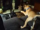 puppies playing