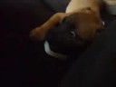 puppies playing