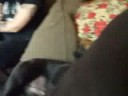 puppies playing