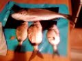 Fish from Agii Theodoroi Greece