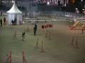 videos de Cayenne Agility 1 Voghera 050109