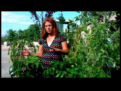 how to care orange tree
