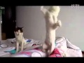 TanTe (Uneasy) Cat 2