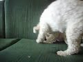 roy and peanut play