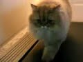 Treadmill Cat