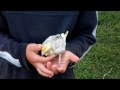 baby-cockatiels-out-