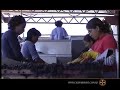 Bodega Vinos Chañarmuyo Documental Institucional Parte 02