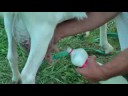 Goat on airport Partyzanske