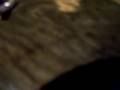 videos de alien worm