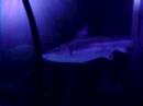 More Sharks :P