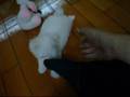 pet02
