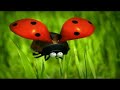 Pixar Corto 1 Pixar Corto 1