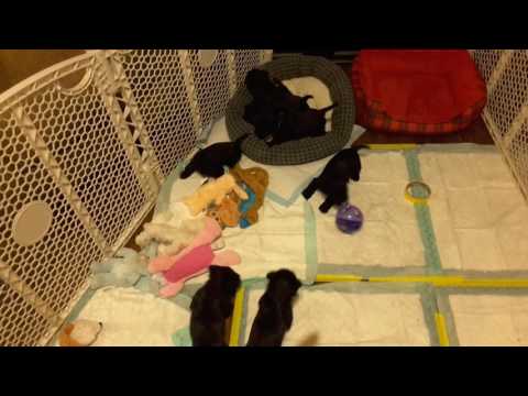 Puppies at play 4f and 3 boys