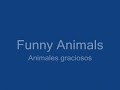 funny animals   animales graciosos