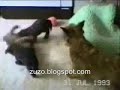 Funny Animals - Animales graciosos Funny Animals - Animales graciosos