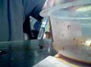 Gore FX 2