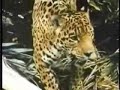 Jaguar escapes Anaconda then Kills and Eats it!