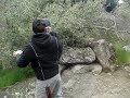 Muevelo- Los Piojos- Los Pibes en Sequioa Muevelo- Los Piojos- Los Pibes en Sequioa