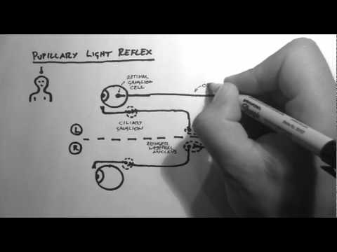 how to control pupil dilation