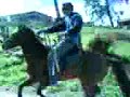 cavalo empina Marco ..... cavalo empina Marco .....