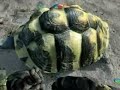 Crysis 1080p