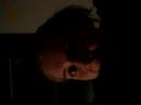 bobb-sagget.html