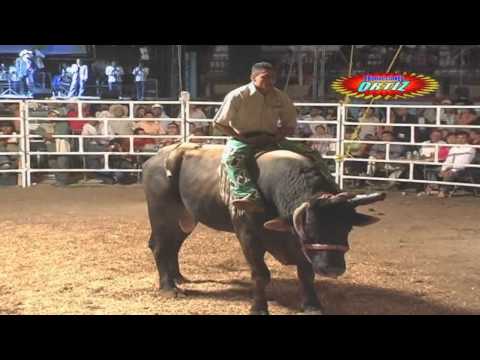 Los mejores porrazos del jaripeo...Parte 7...(A PURO GRAPA)...