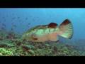 Dahab 08.wmv