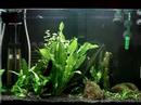 Meu aqua plantado... 