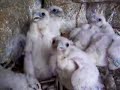 Mongolian Saker Falcons Mongolian Saker Falcons