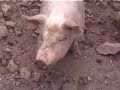 Cochon Vaitupa 2002