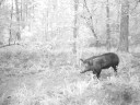 Scoutguard SG550 Hog Video #1