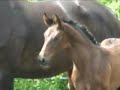Dixie A.S.marefoal Wynton x Welthit II