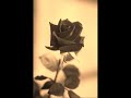 THE ROSE THAT GREW FROM CONCRETE BY TUPAC SHAKUR THE ROSE THAT GREW FROM CONCRETE BY TUPAC SHAKUR