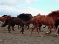 Iceland long version