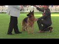 Windsor 2011 - Best in Show
