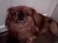 My pekingese getting angry