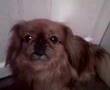 Pekingese video