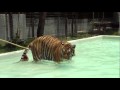 Tiger Kingdom in Chiang Mai Thailand