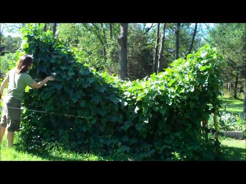 how to harvest kentucky wonder beans