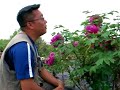 Care & Handling of Tree Peonies Care & Handling of Tree Peonies