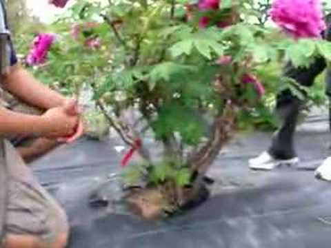 how to care tree peony