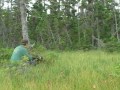 Newfoundland Moose Hunting with Island Safaris Hunting and Fishi