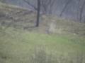 8 Year old shoots Patriot Arms 338 Lapua @ 675 Yards