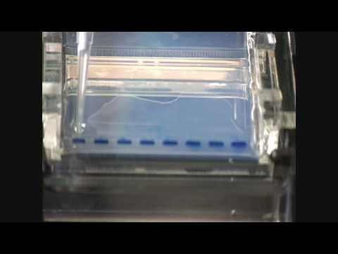 how to mix dna ladder with loading dye