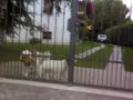 un cane non ha capito come funziona il sistema
