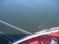 Sea Lions barking in Ensenada II