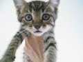 Super Kitten!