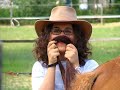 ilarità equine
