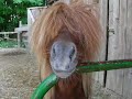 ilarità equine